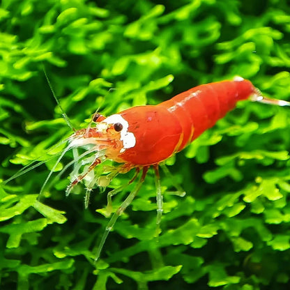 Santa Caridina Shrimp