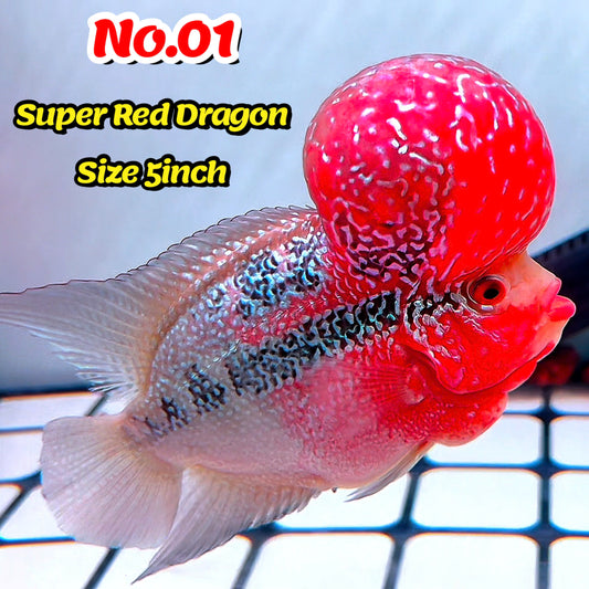 Super Red Dragon Flowerhorn Cichlid | High Grade | You Pick Fish