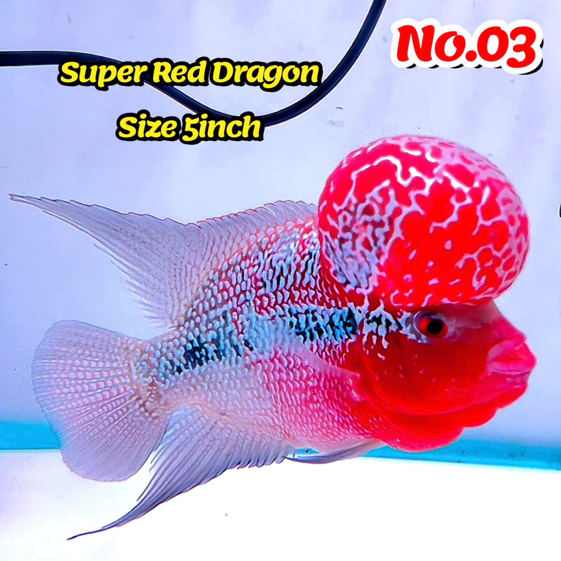 Super Red Dragon Flowerhorn Cichlid | High Grade | You Pick Fish