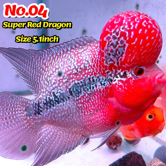 Super Red Dragon Flowerhorn Cichlid | High Grade | You Pick Fish