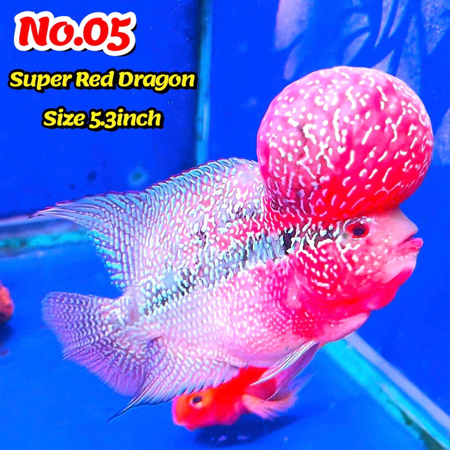 Super Red Dragon Flowerhorn Cichlid | High Grade | You Pick Fish