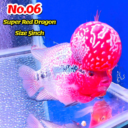 Super Red Dragon Flowerhorn Cichlid | High Grade | You Pick Fish