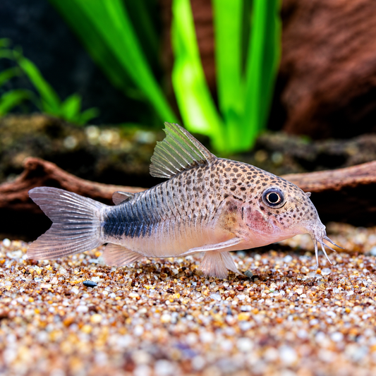 Smudge Spot Cory Catfish – Corydoras Similis