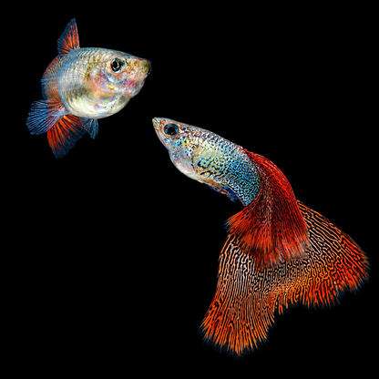 Snakeskin Red Lace Guppy Fish
