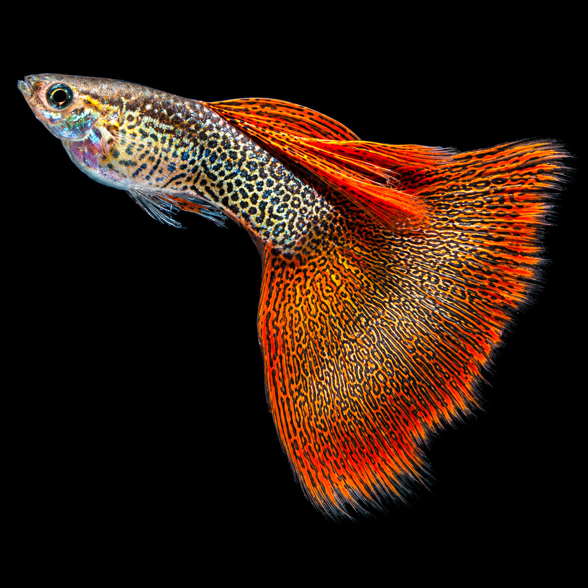 Snakeskin Red Lace Guppy Fish