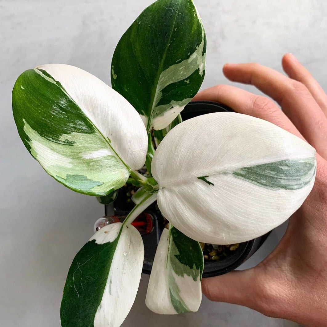 Variegated Philodendron White Wizard Tissue Culture Plant