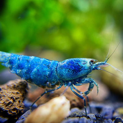 Bluebolt Caridina Shrimp