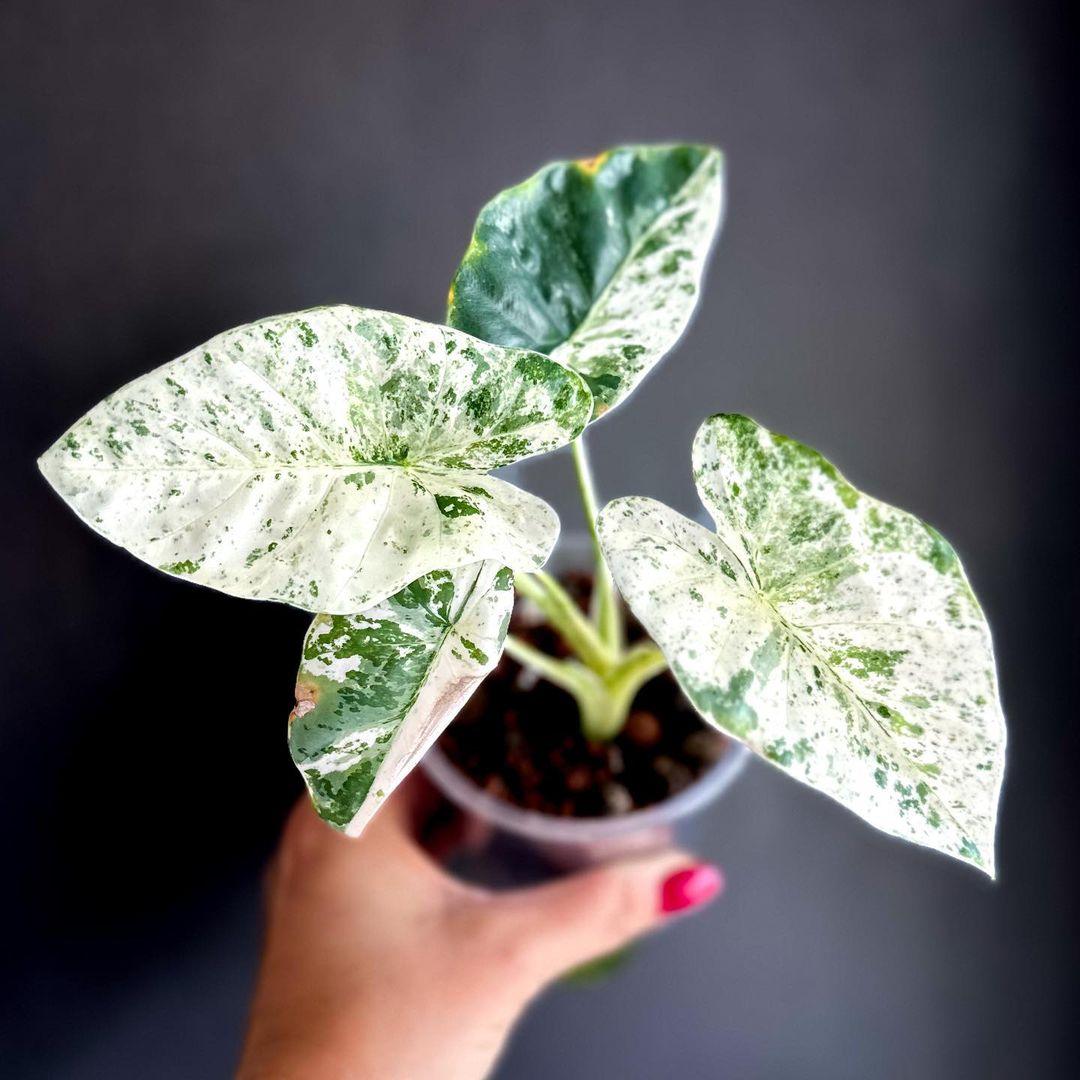 Variegated Alocasia Odora Batik Tissue Culture Plant