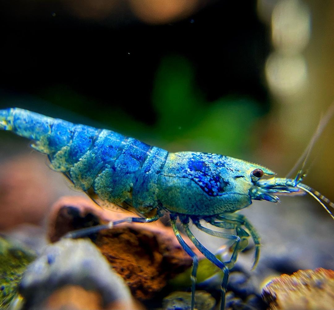 Bluebolt Caridina Shrimp