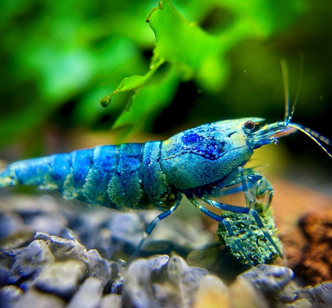 Bluebolt Caridina Shrimp