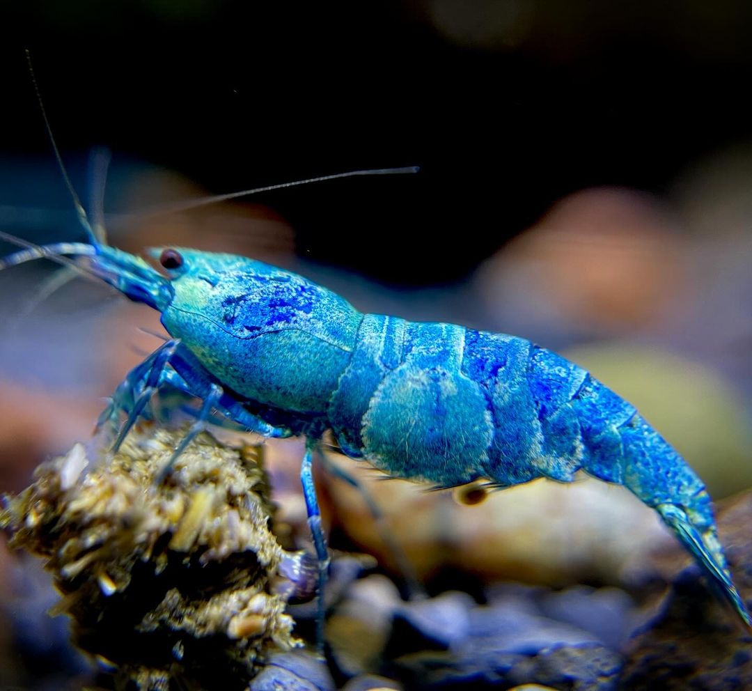 Bluebolt Caridina Shrimp