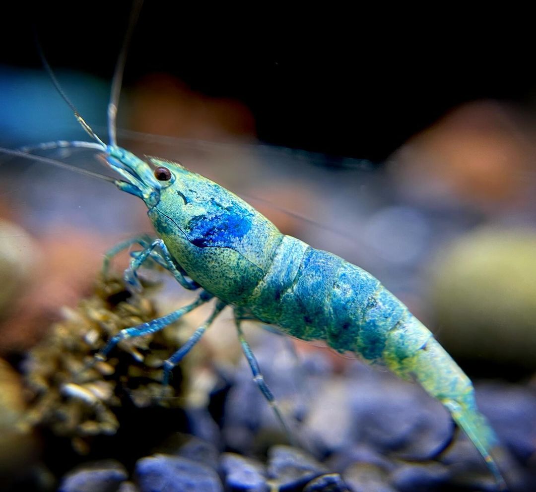 Bluebolt Caridina Shrimp