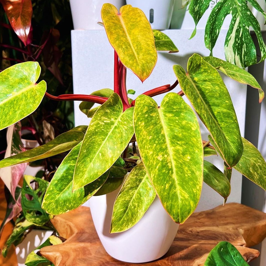 Variegated Philodendron Painted Lady Tissue Culture Plant