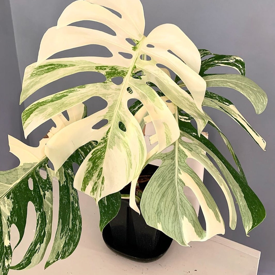 Variegated Monstera Albo Tissue Culture Plant