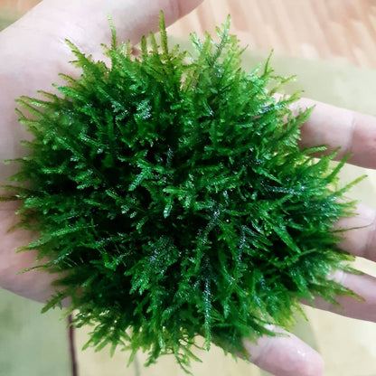 Spiky Moss