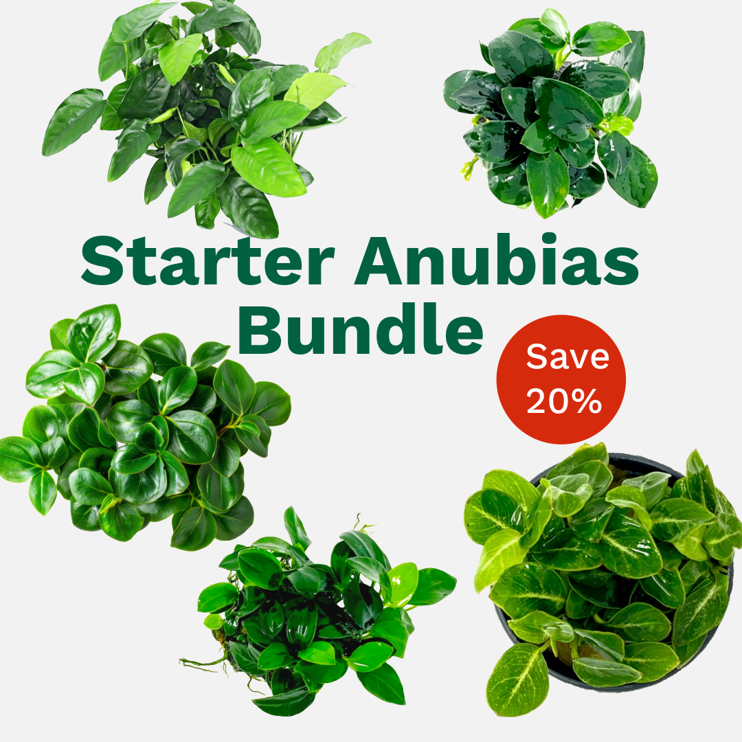 Starter Anubias Bundle