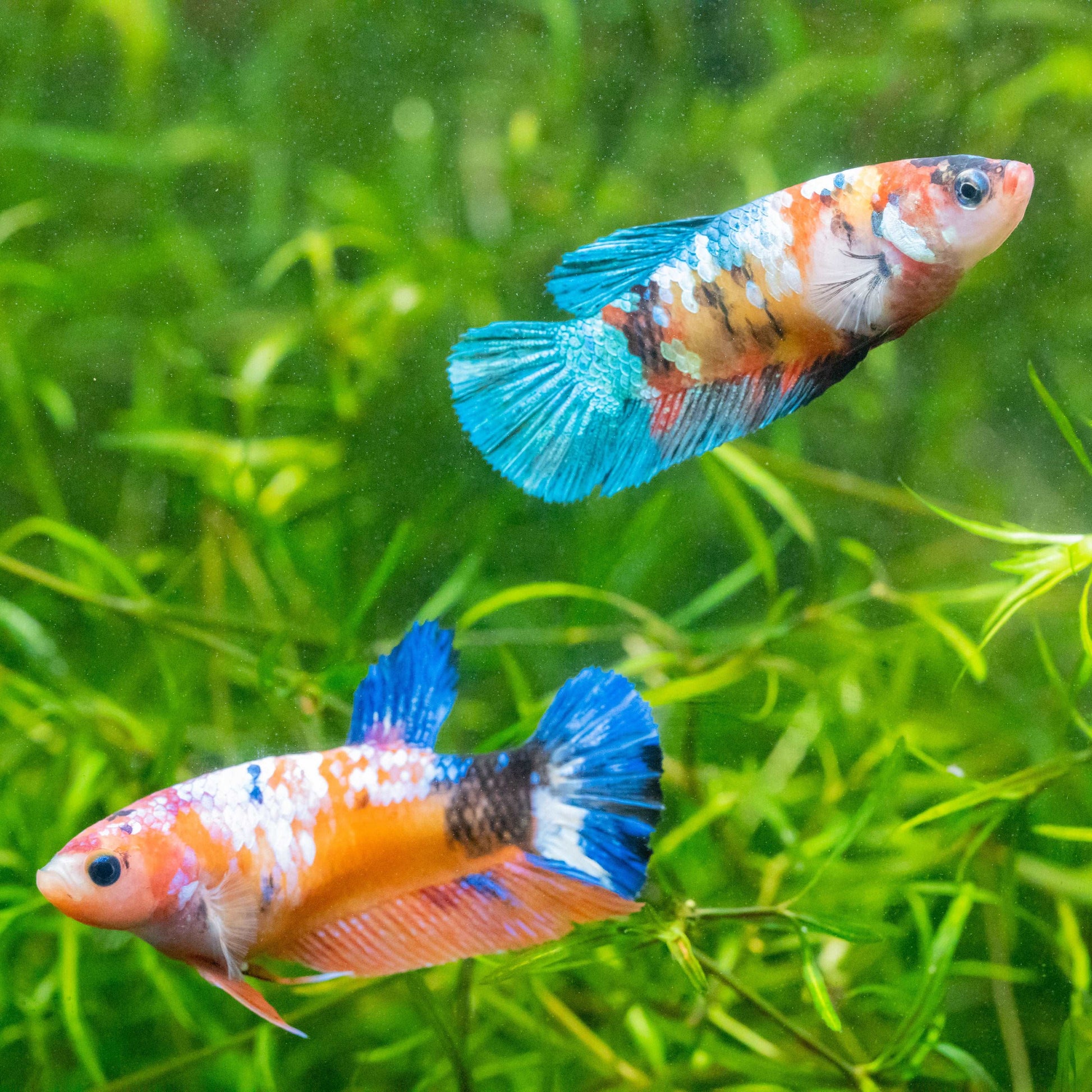 Female Betta Fish Koi Nemo Galaxy Plakat