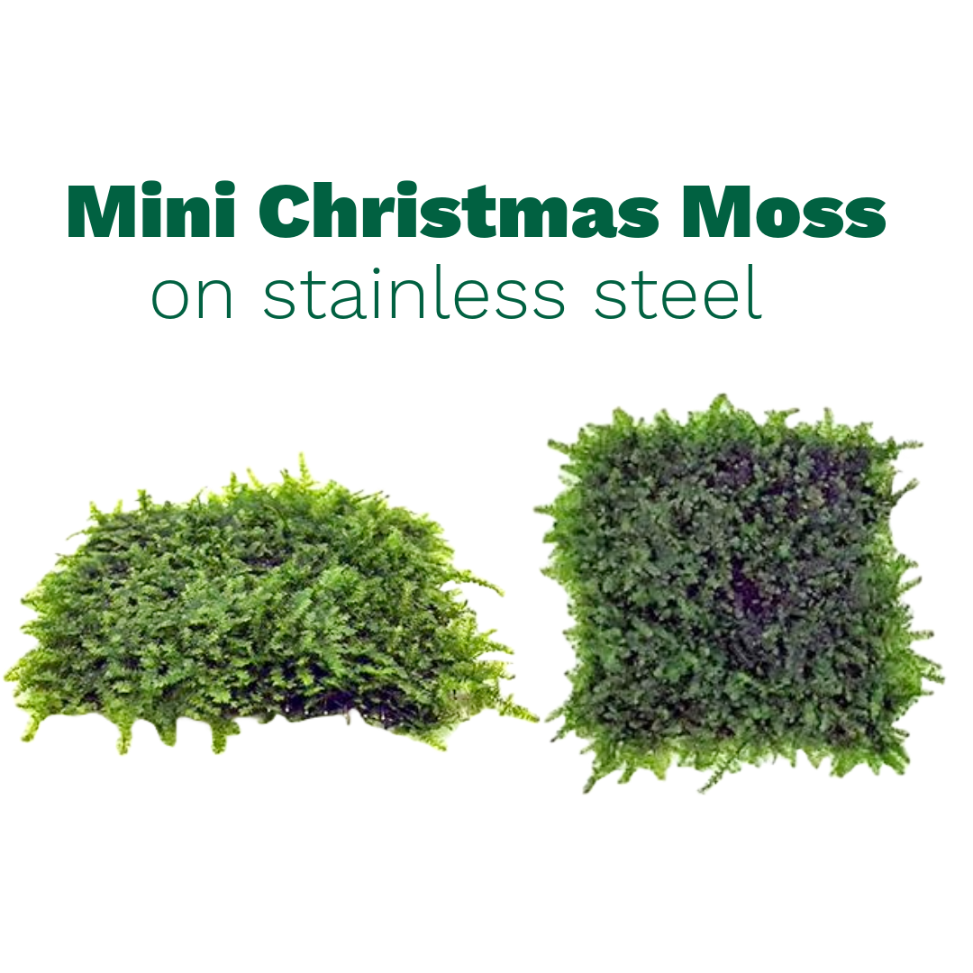 Mini Christmas Moss on Stainless Steel