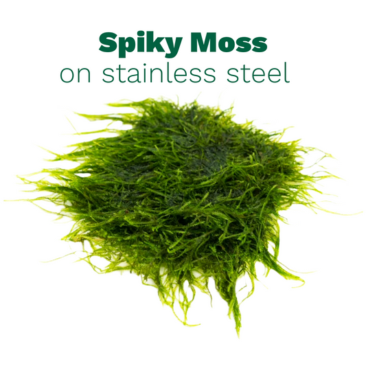 Spiky Moss on Stainless Steel