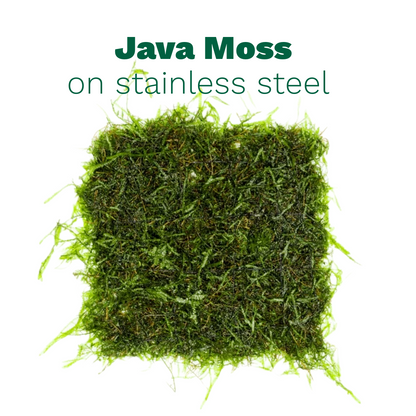 Java Moss on Stainless Steel