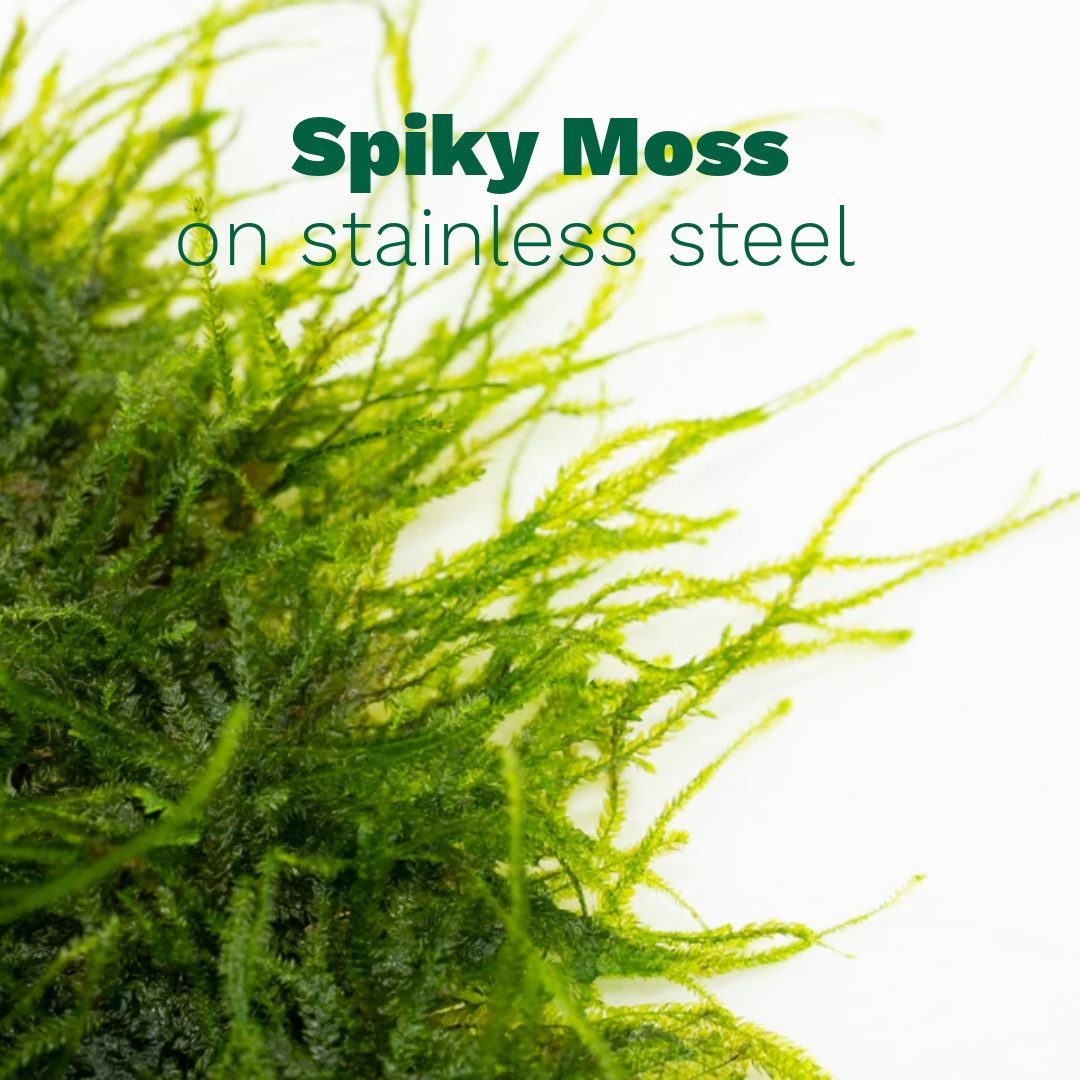 Spiky Moss on Stainless Steel