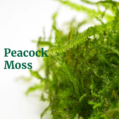 Aquatic Peacock Moss