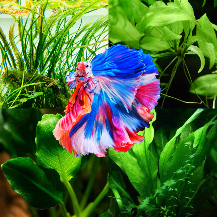 Plant Package for Halfmoon Betta Fish Tank