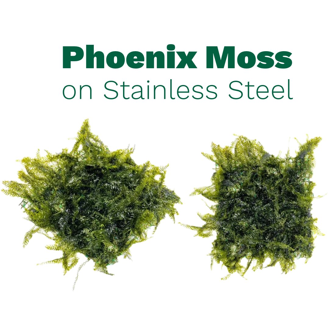 Phoenix Moss on Stainless Steel