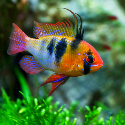 German Blue Balloon Ram Cichlid