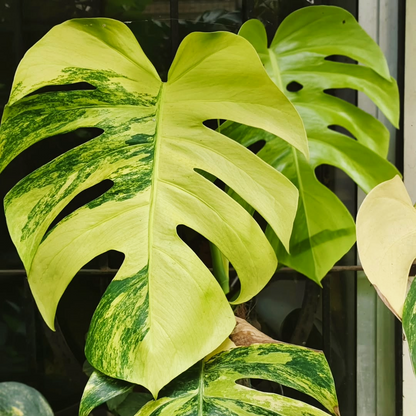 Variegated Monstera Aurea Mature Plant (3 - 4 Leaves) | Grower Pick