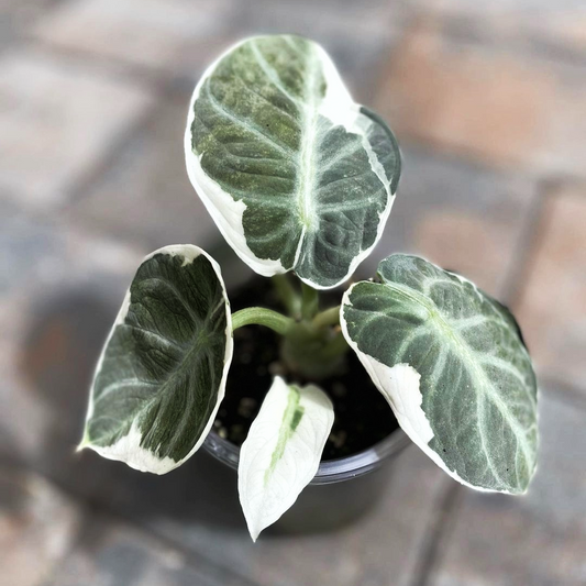 Variegated Alocasia Ninja Tissue Culture Plant