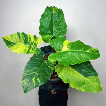 Variegated Philodendron Jungle Fever Tissue Culture Plant