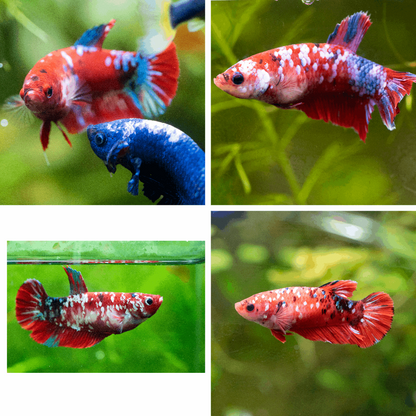 Female Betta Fish Koi Red Galaxy Plakat