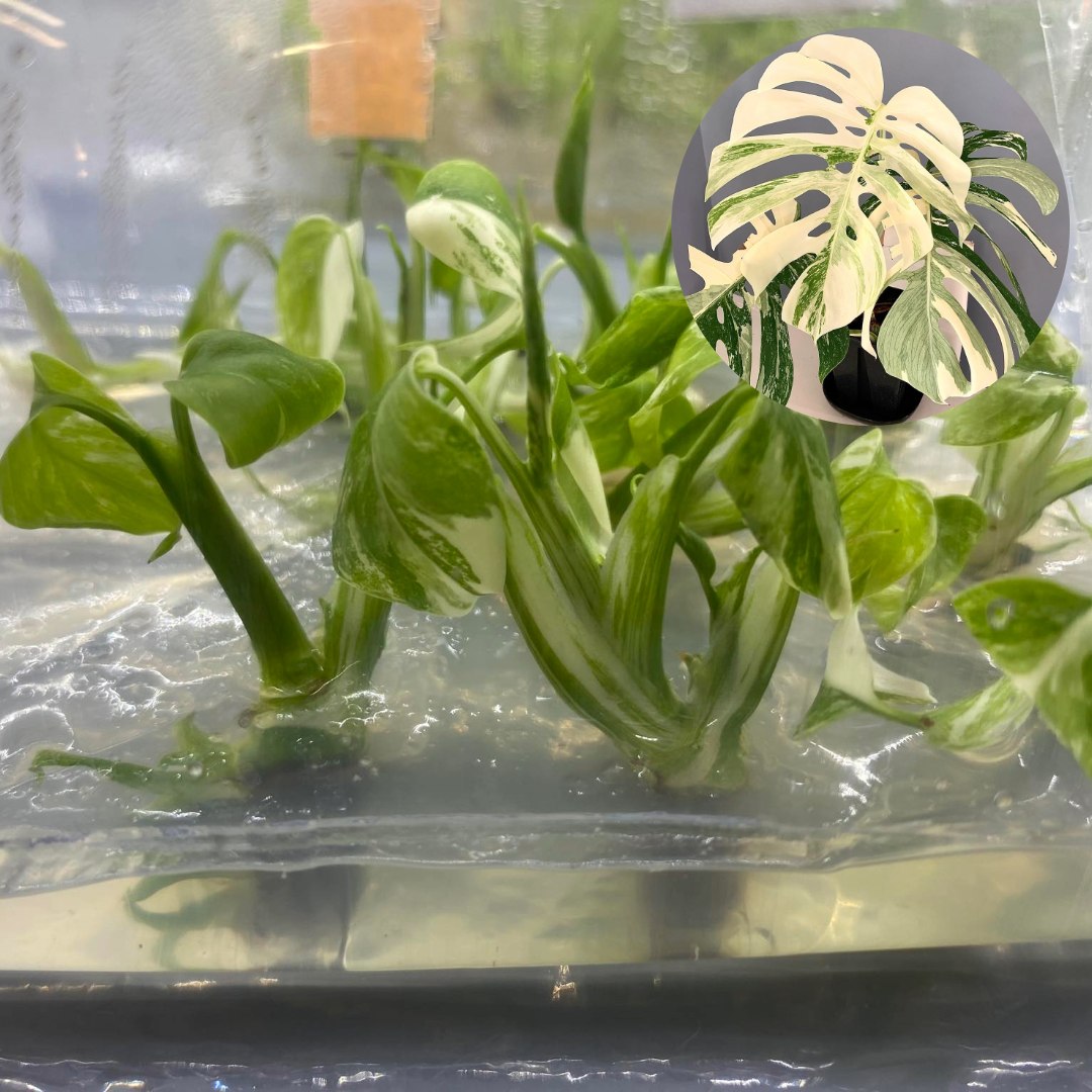 Variegated Monstera Albo Tissue Culture Plant