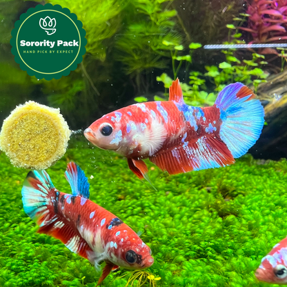 Mixed Koi Red Female Betta Fish Sorority | Successful Sorority Pack + Dried Almond Leaf