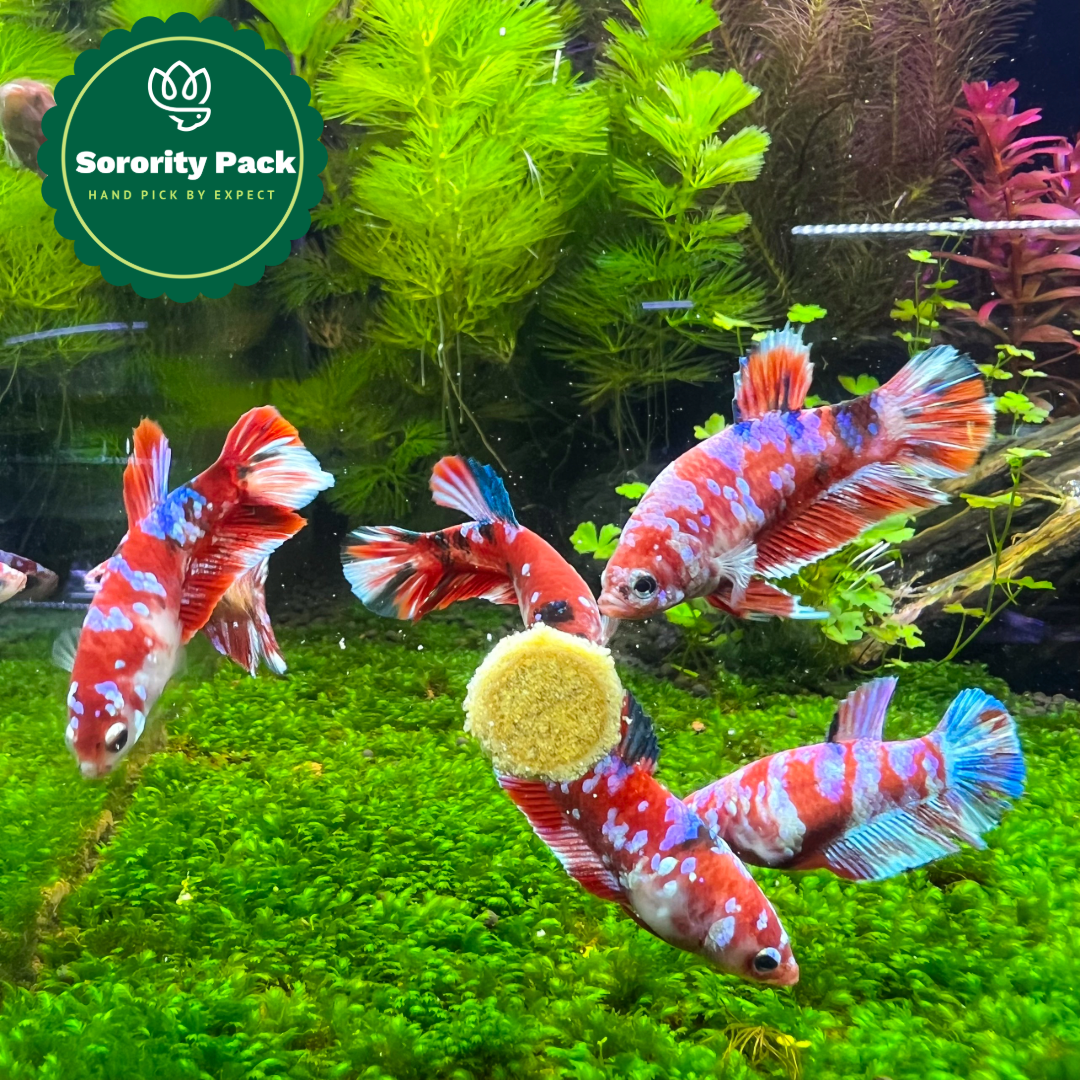 Mixed Koi Red Female Betta Fish Sorority | Successful Sorority Pack + Dried Almond Leaf