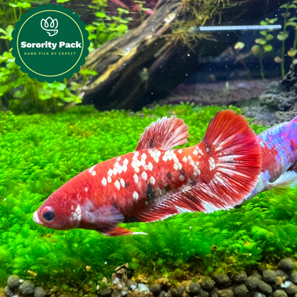 Mixed Koi Red Female Betta Fish Sorority | Successful Sorority Pack + Dried Almond Leaf