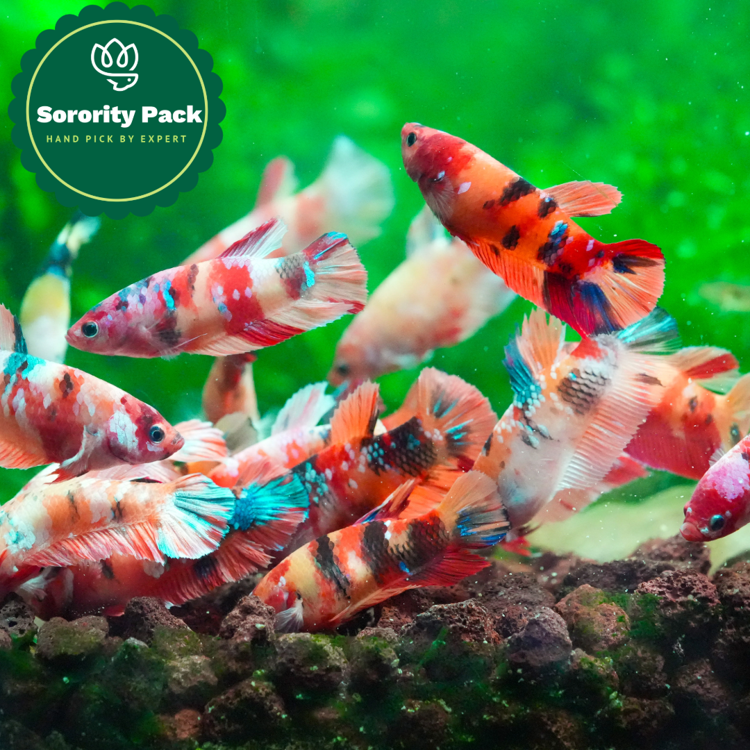 Koi Nemo Female Betta Fish Sorority | Successful Sorority Pack + Dired Almond Leaf