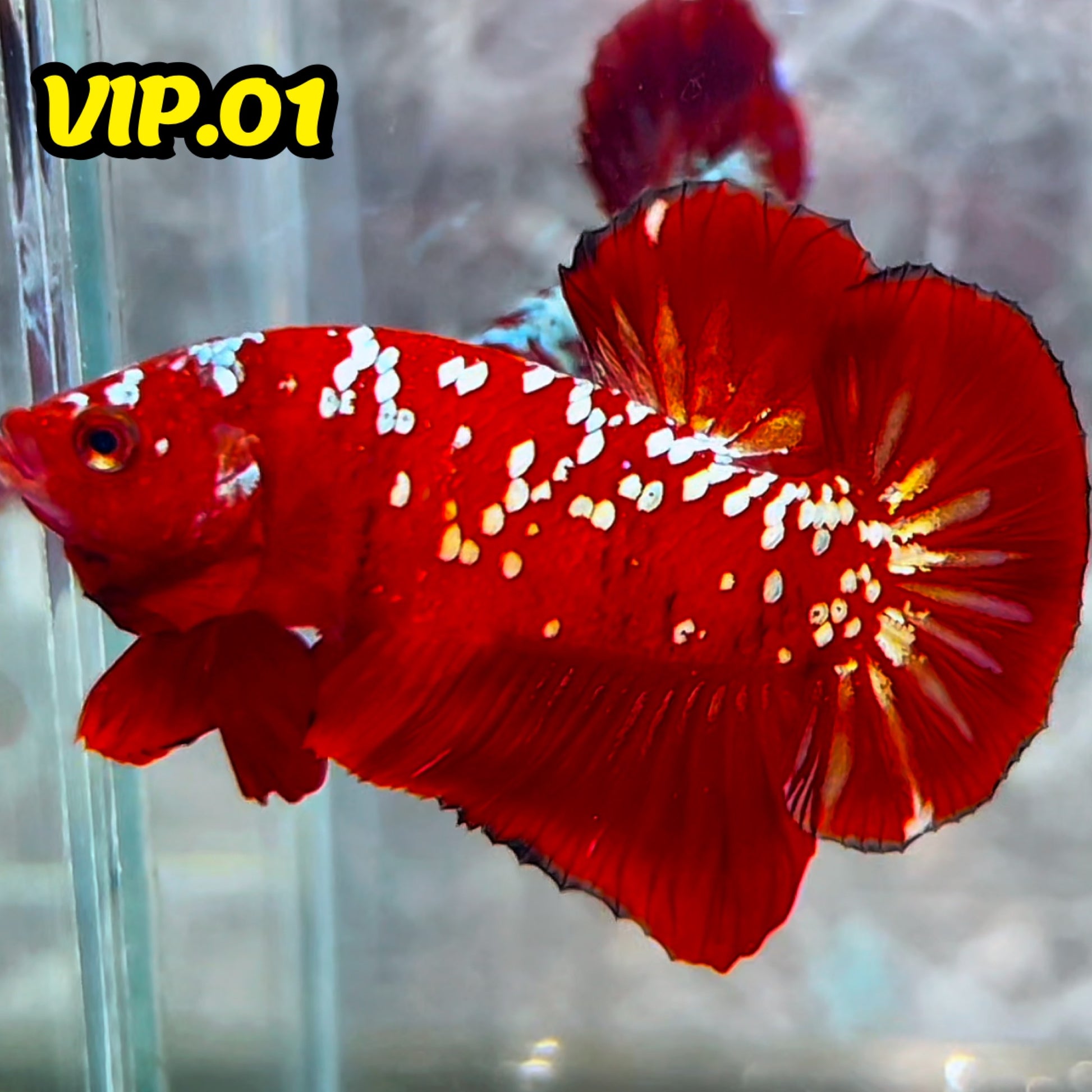 Golden Star Dust Galaxy Plakat Male Betta Fish | Super Rare | You Pick Fish