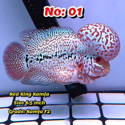 King Kamfa Flowerhorn Cichlid | You Pick Fish |