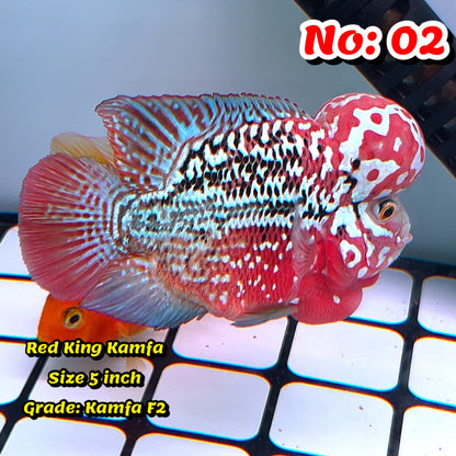 King Kamfa Flowerhorn Cichlid | You Pick Fish |