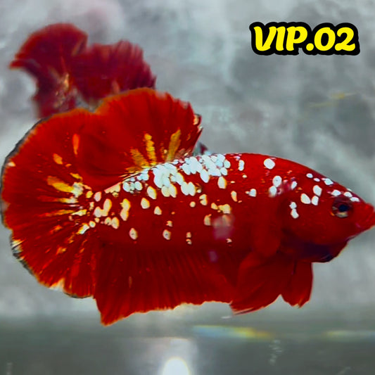 Golden Star Dust Galaxy Plakat Male Betta Fish | Super Rare | You Pick Fish