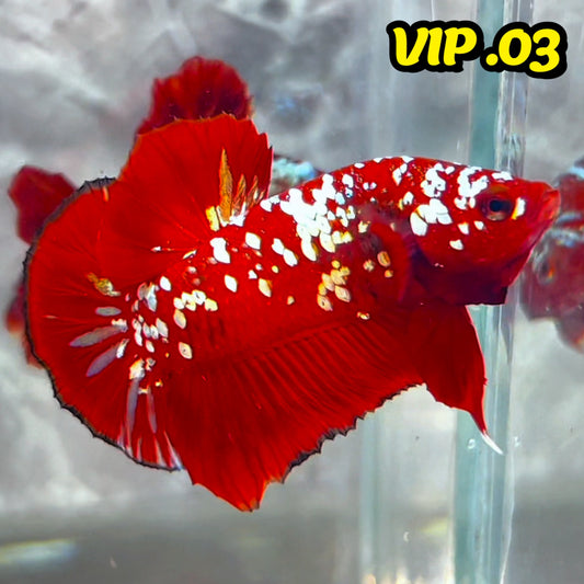 Golden Star Dust Galaxy Plakat Male Betta Fish | Super Rare | You Pick Fish