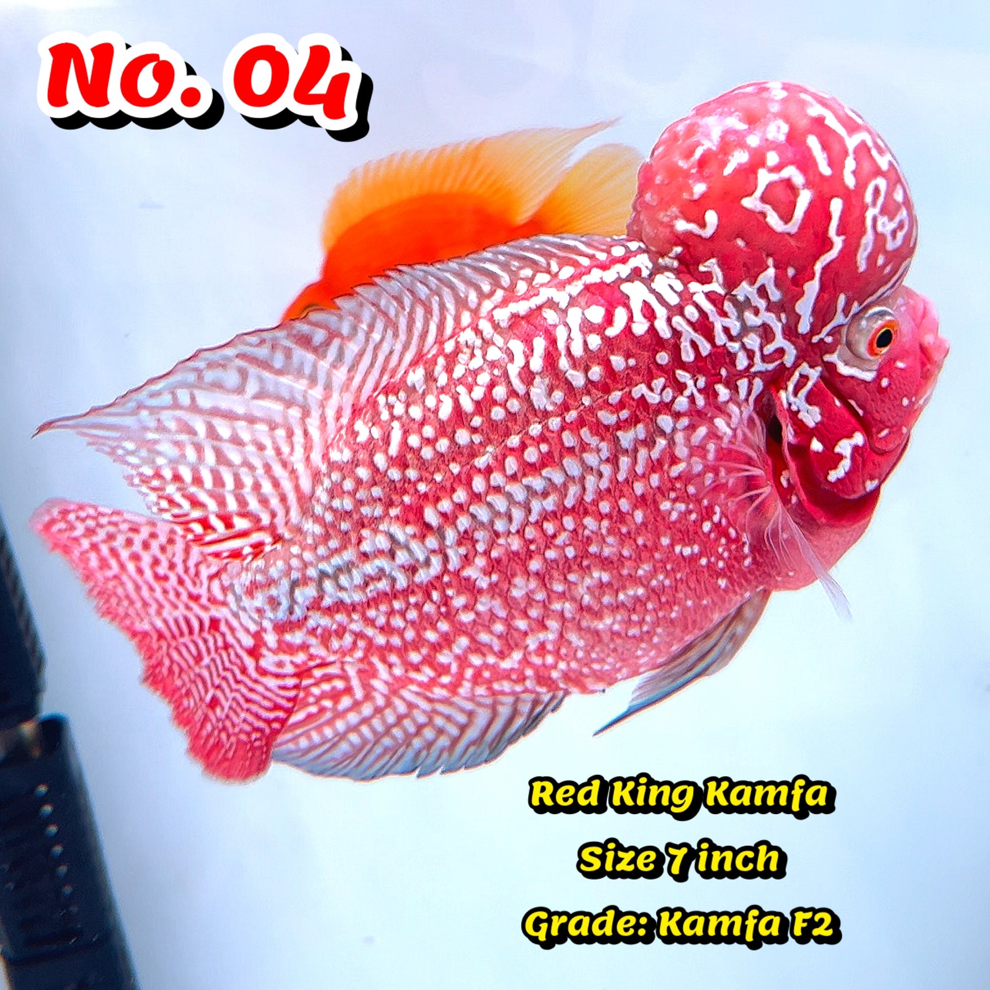 King Kamfa Flowerhorn Cichlid | You Pick Fish |