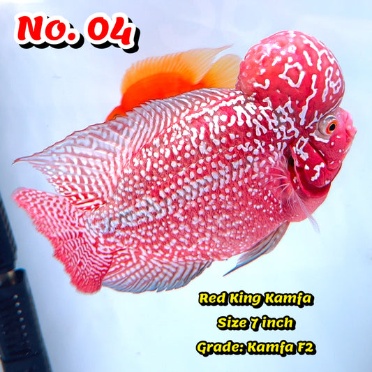 King Kamfa Flowerhorn Cichlid | You Pick Fish |