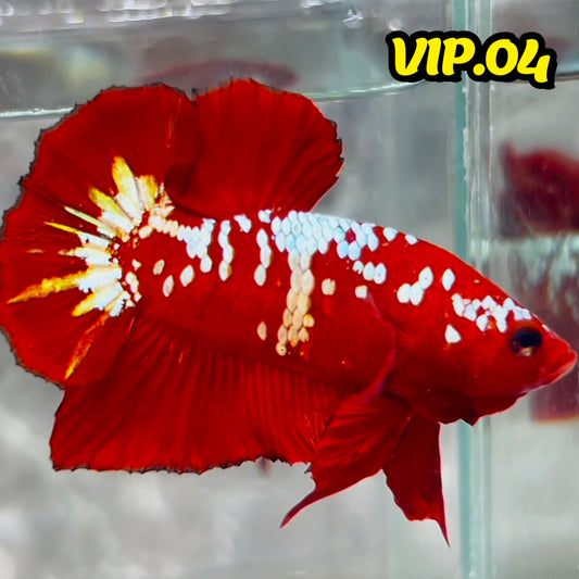 Golden Star Dust Galaxy Plakat Male Betta Fish | Super Rare | You Pick Fish