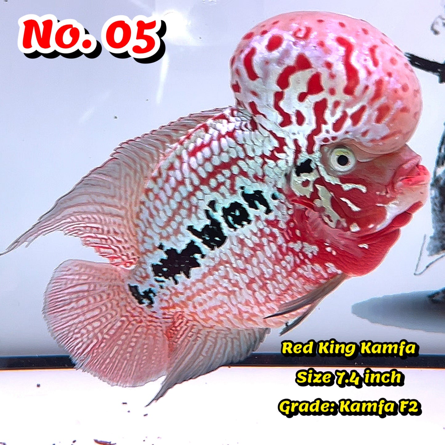 King Kamfa Flowerhorn Cichlid | You Pick Fish |