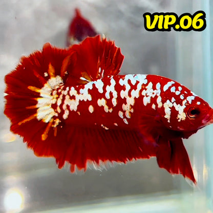 Golden Star Dust Galaxy Plakat Male Betta Fish | Super Rare | You Pick Fish