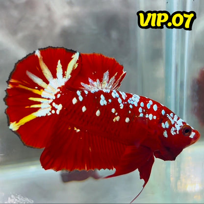 Golden Star Dust Galaxy Plakat Male Betta Fish | Super Rare | You Pick Fish