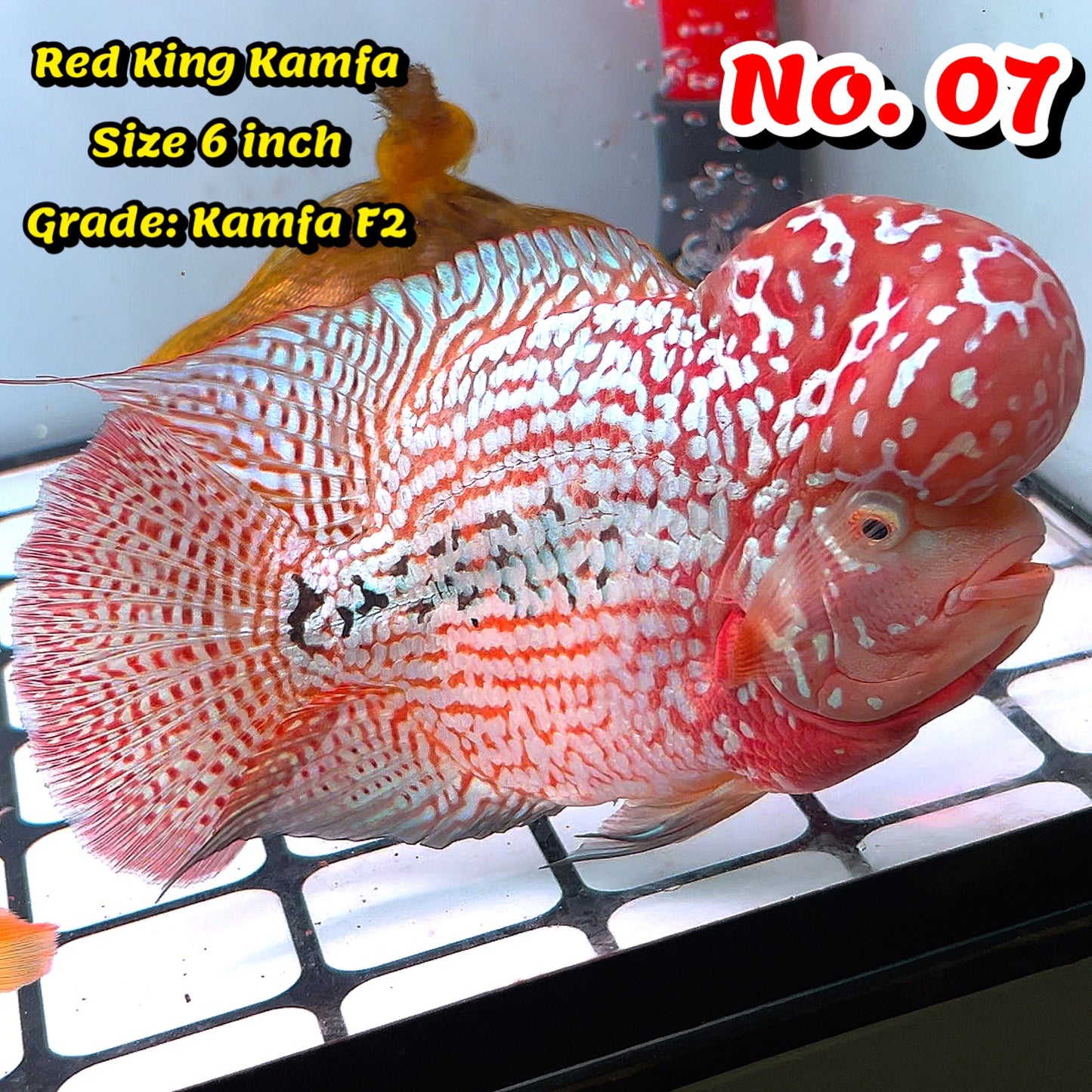 King Kamfa Flowerhorn Cichlid | You Pick Fish |